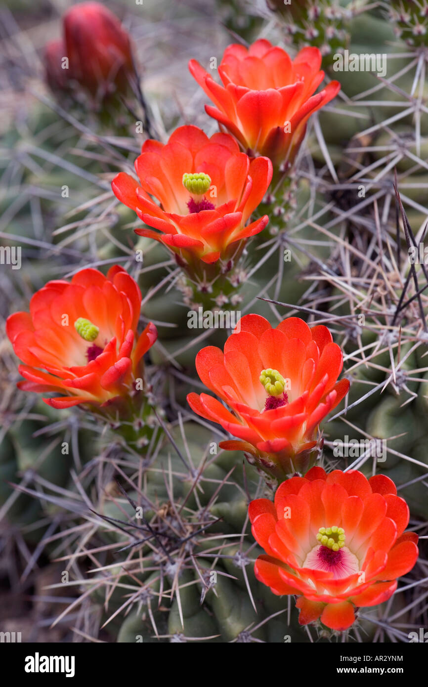 Claret Cup (cactus Echinocereus triglochidiatus), el Parque Nacional de las Cavernas de Carlsbad, Nuevo México, EE.UU. Foto de stock