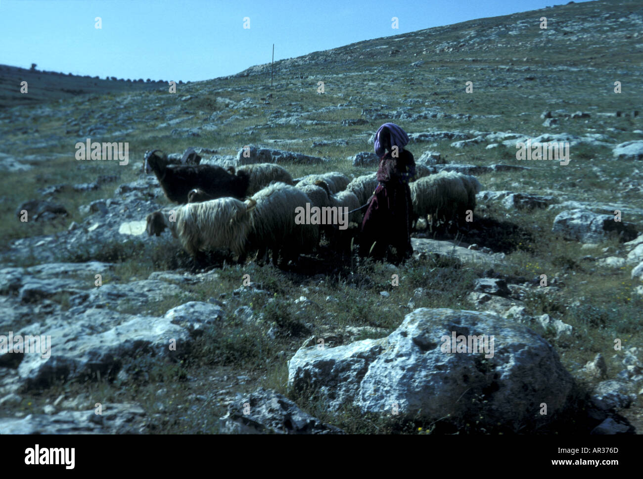 Los campos de los pastores, escenario de la revelación del nacimiento