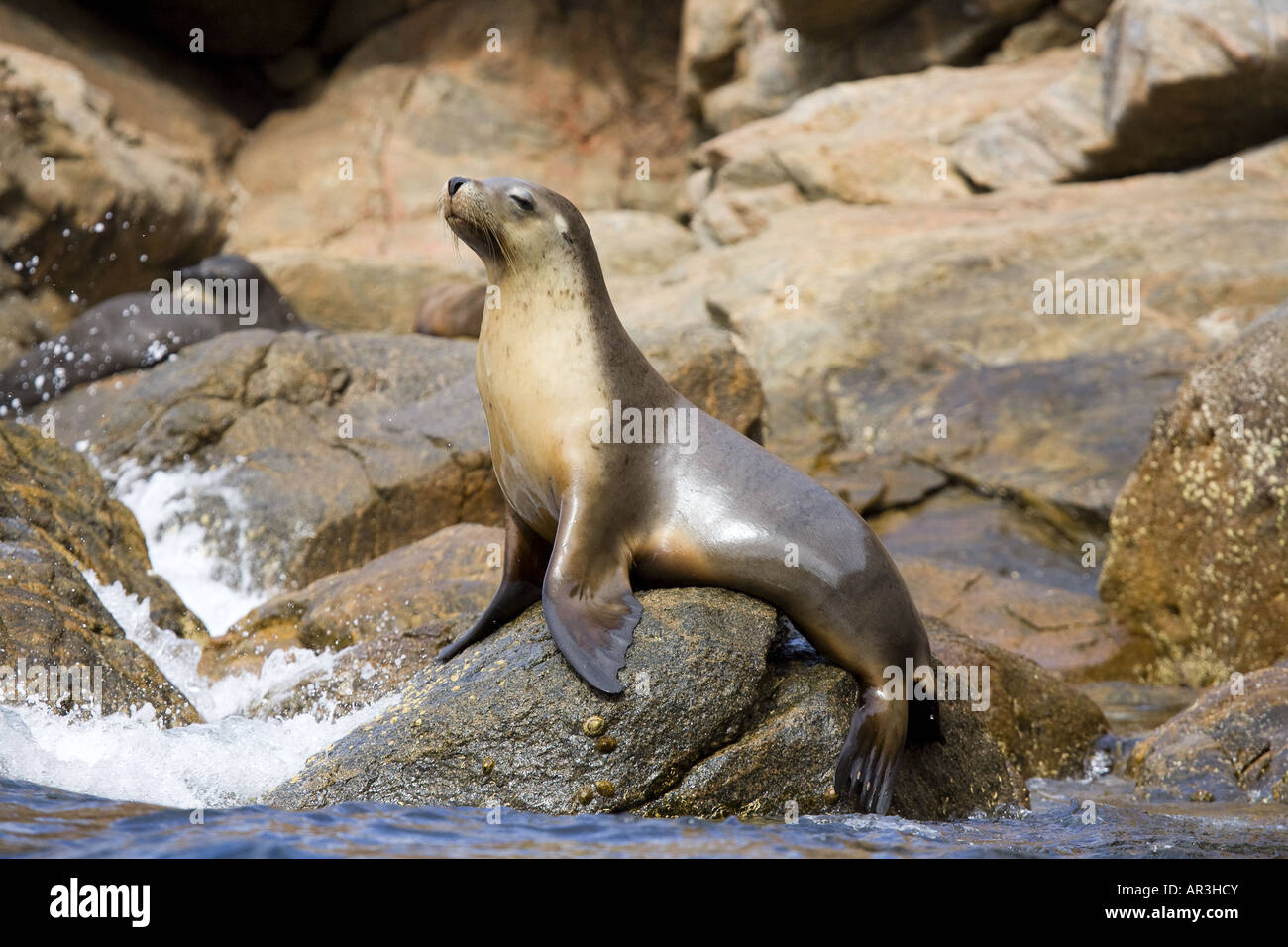 Sello en rocas Australia Foto de stock