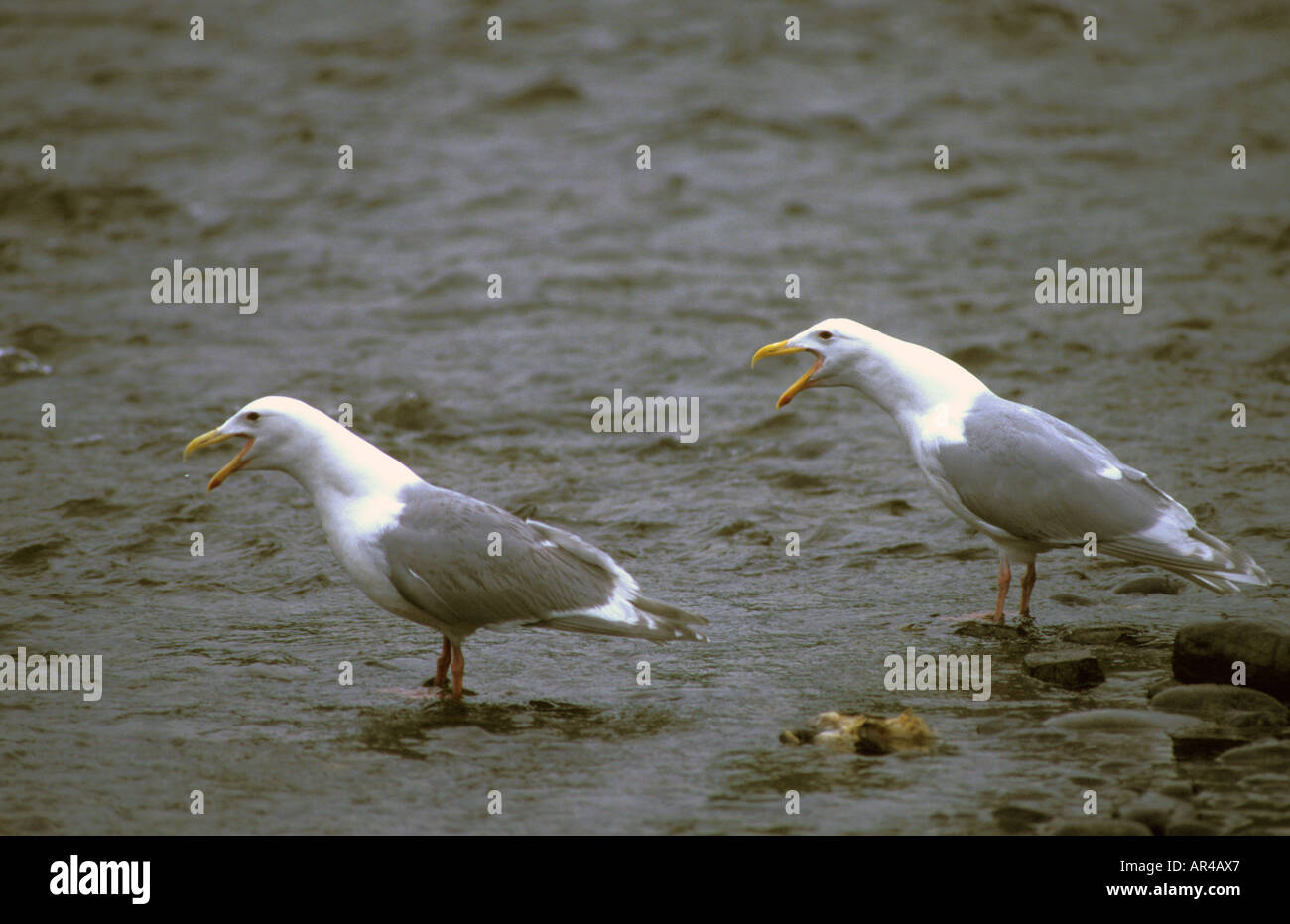 Alas glaucas Gaviotas Larus glaucescens llamando Foto de stock