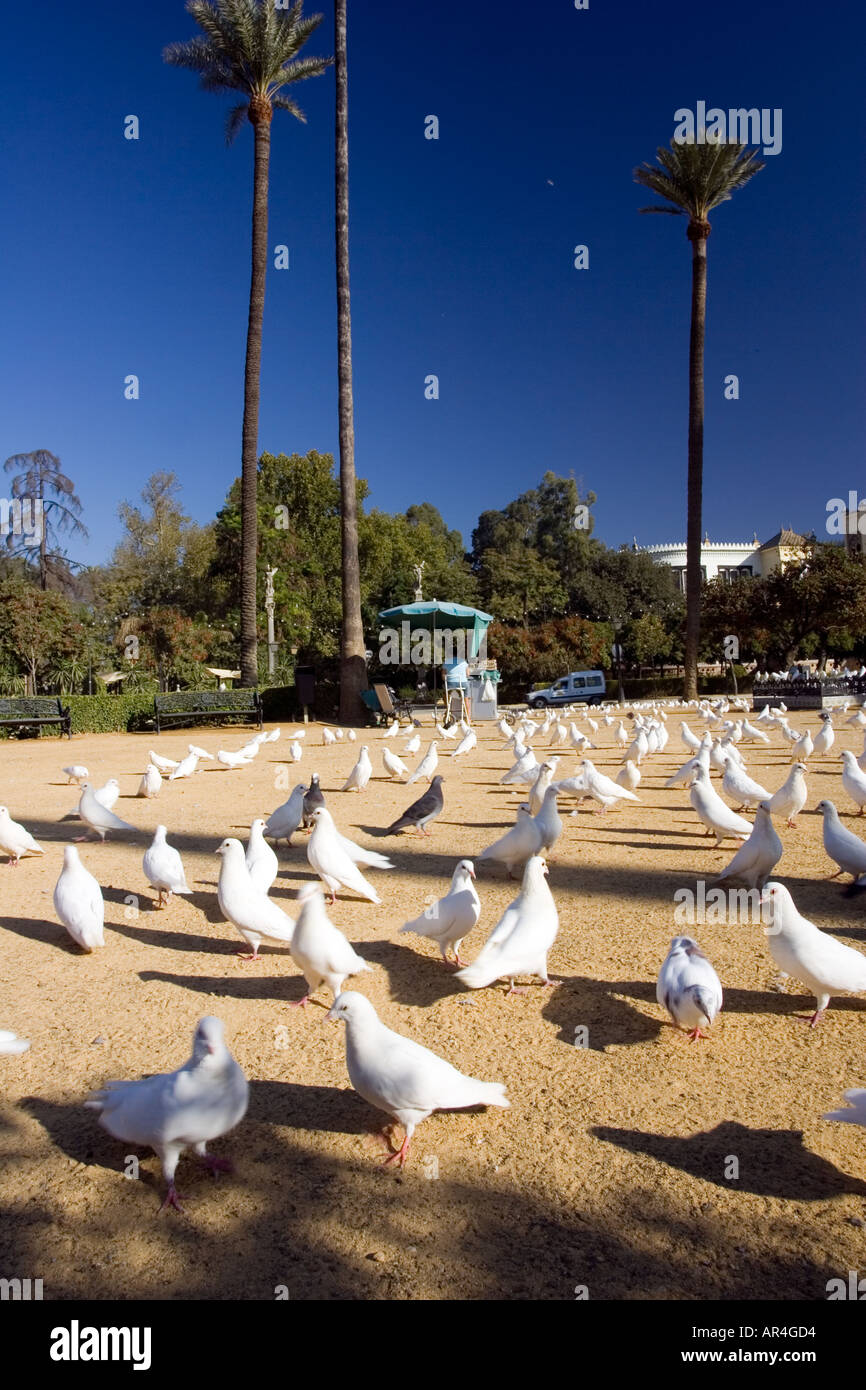 Palomas Blancas, Plaza de América, Parque de María Luisa, Sevilla, España  Fotografía de stock - Alamy