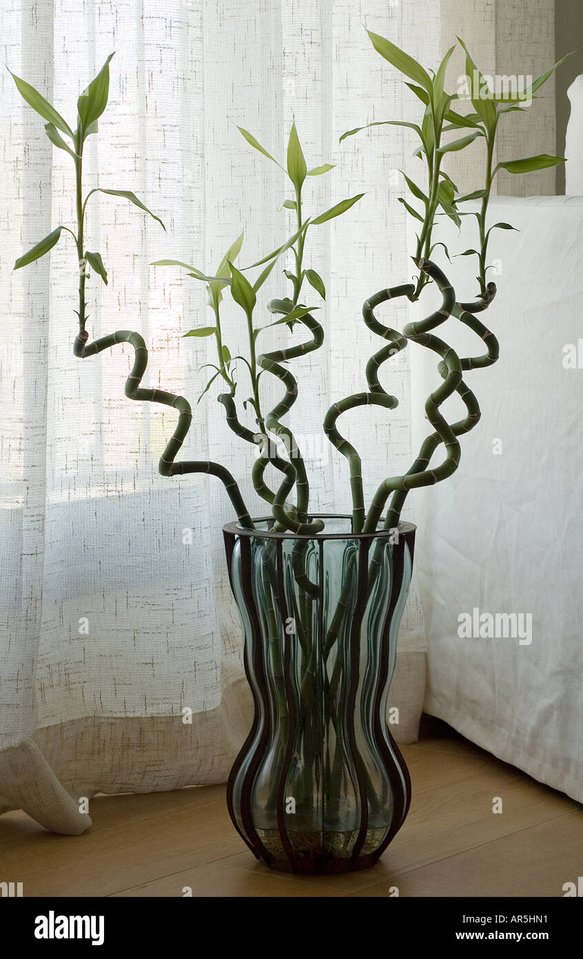 Dracaena sandiariana auténtica suerte de plantas de bambú Foto de stock