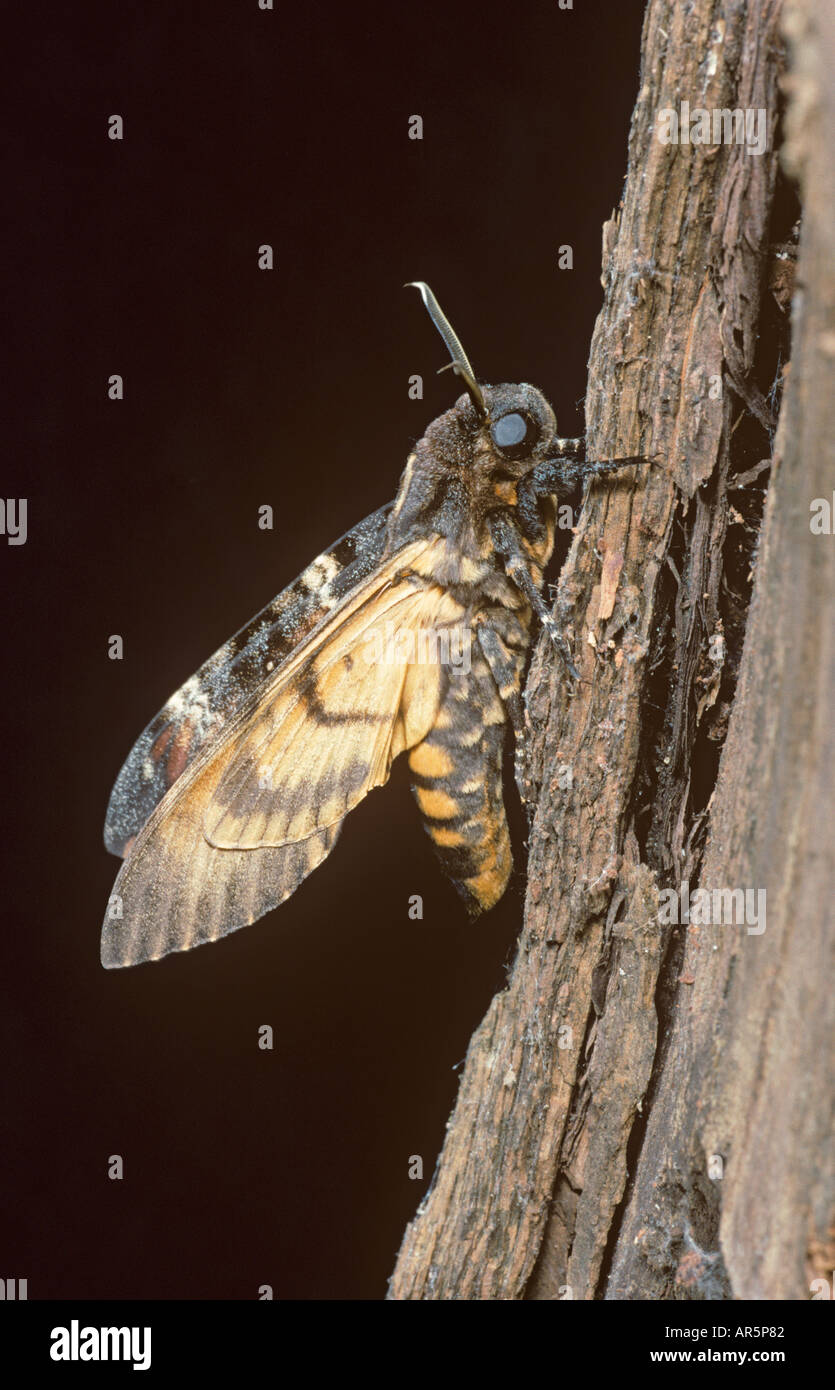 Muertes Head Hawkmoth Acherontia atropos Foto de stock