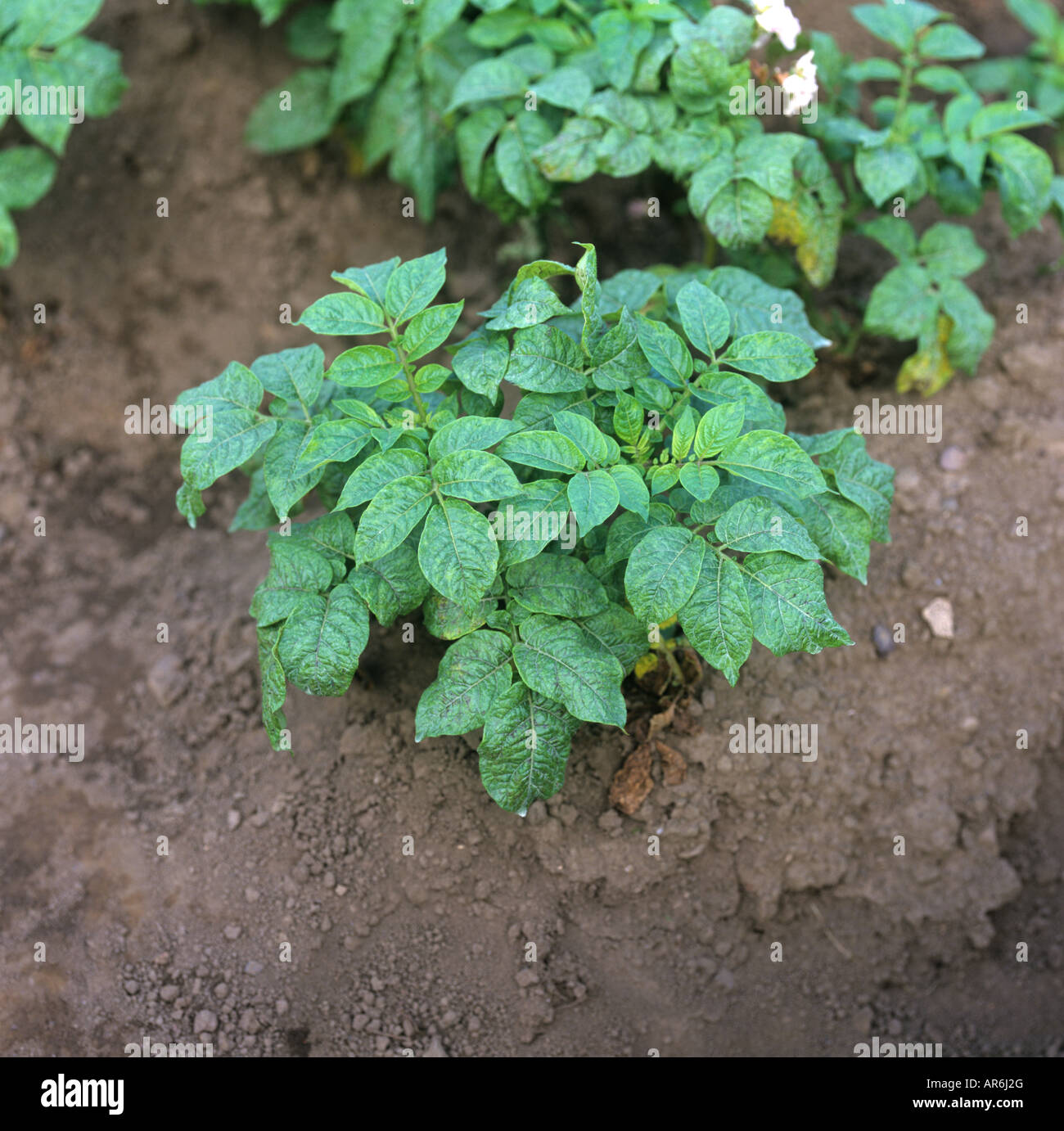 Los síntomas severos de patata y virus en Maris Peer planta Escocia Foto de stock