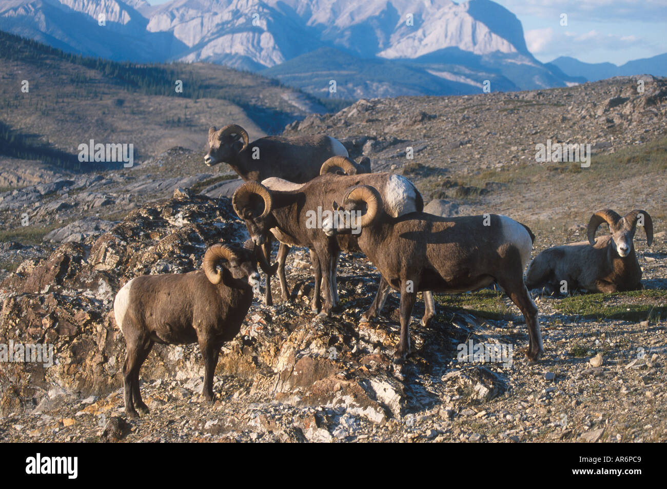 El borrego cimarrón Ovis canadensis Grupo de carneros en el Parque Nacional de Jasper Canadá Foto de stock