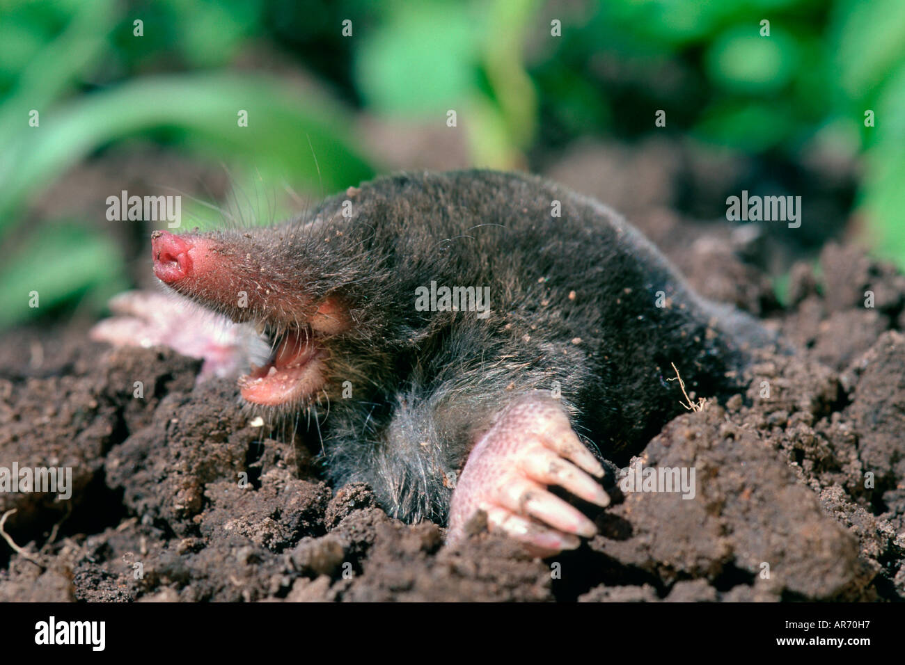 Mol Union Mole Fotografia De Stock Alamy Mol Union Mole Fotografia De Stock Alamy