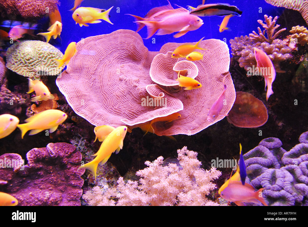 Turbinaria mesenterina coral, Coral World Submarino Observatorio y Acuario, Eilat, Distrito Sur, Israel Foto de stock