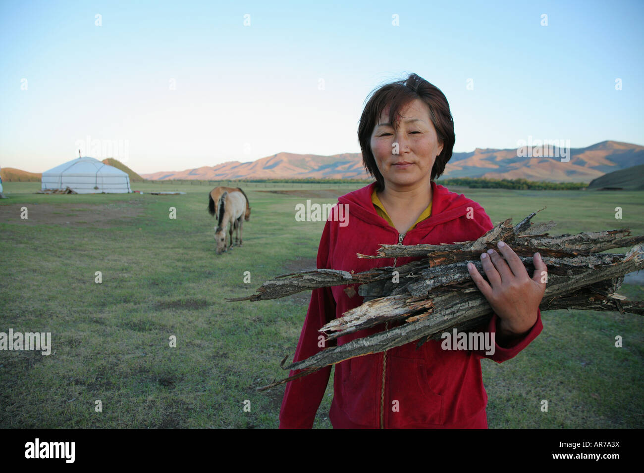 Mujer mongola recogiendo leña parque nacional Terelj Mongolia Foto de stock