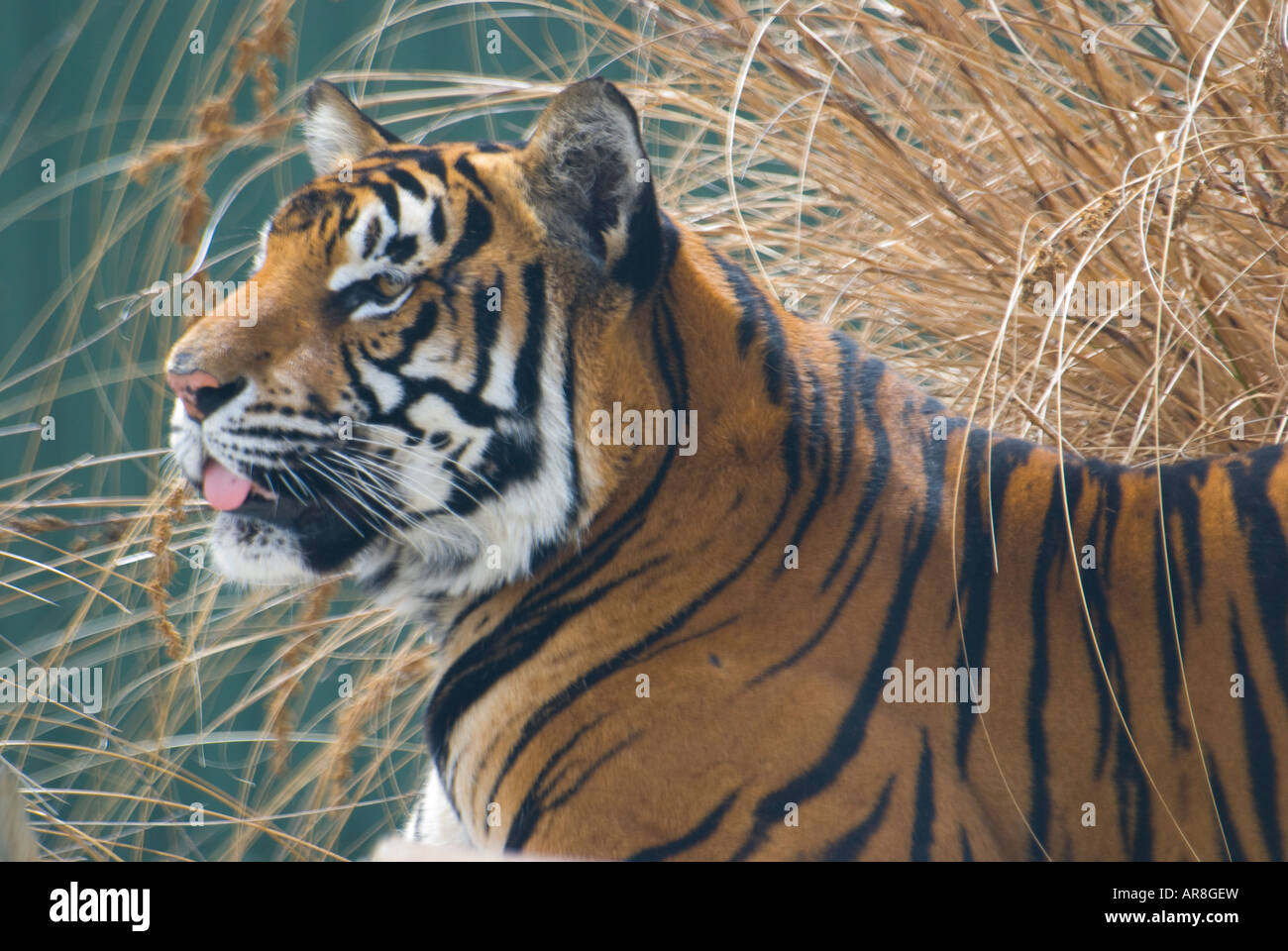 Tigre en cautiverio en un zoológico Foto de stock