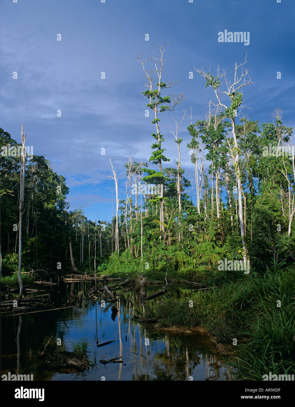 Bosque Tropical Lluvioso muertos por la construcción de carreteras y de