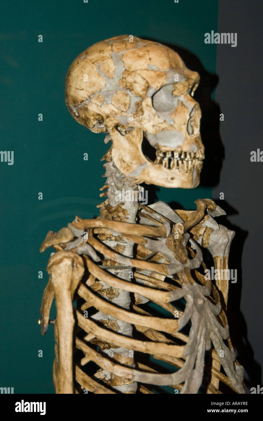 El hombre de Neandertal esqueleto Foto de stock