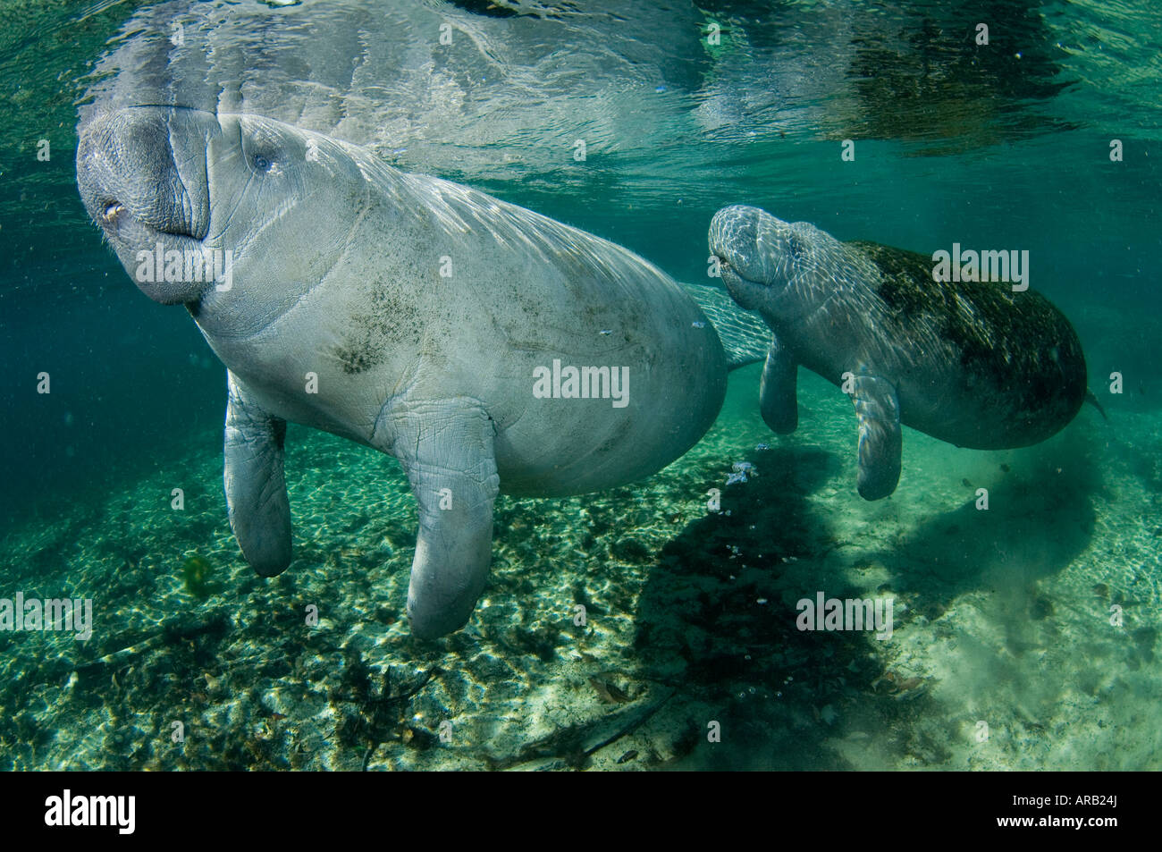 Florida Manatí Trichechus manatus latirostris fotografiado