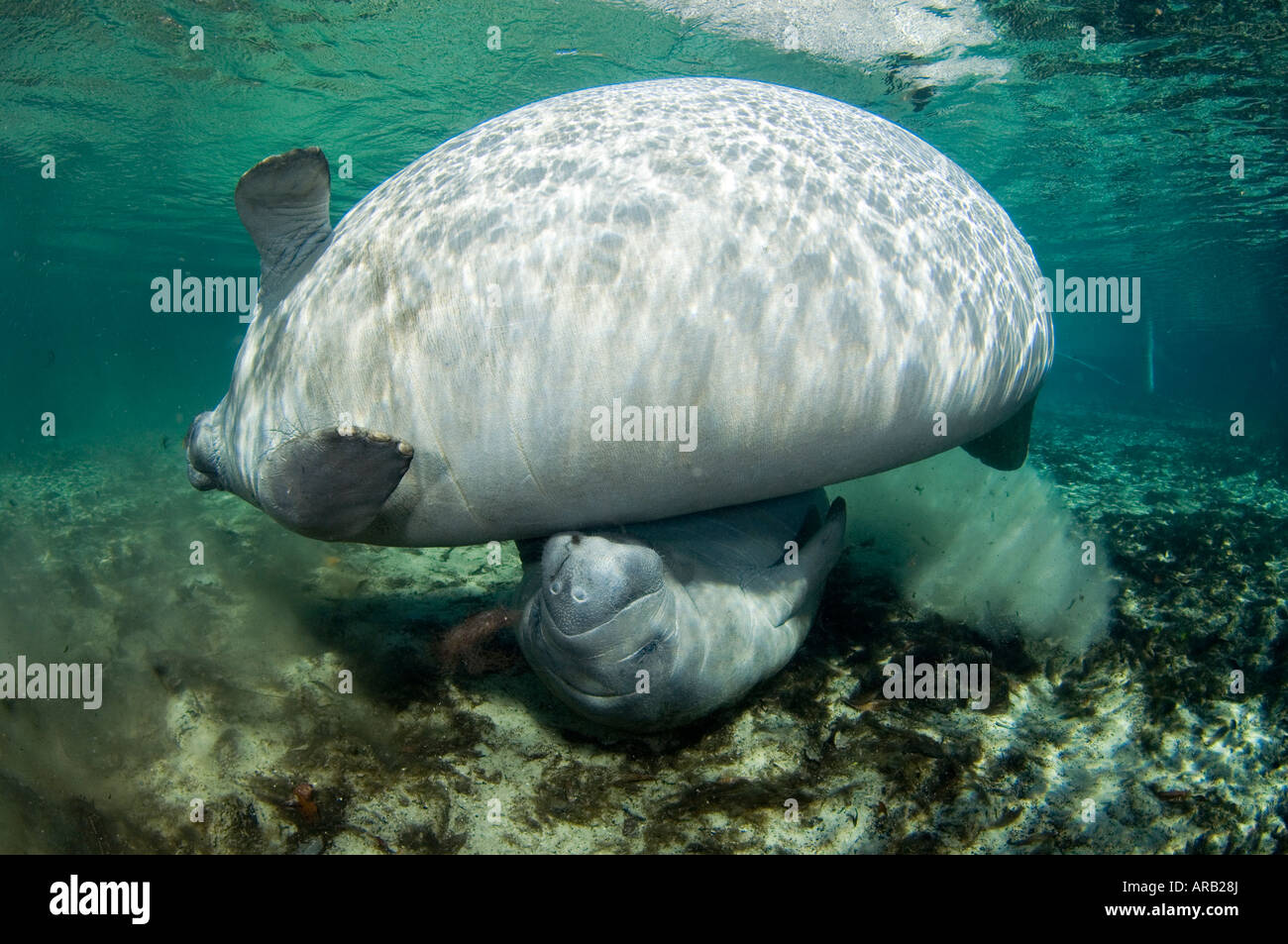 Florida Manatí Trichechus manatus latirostris fotografiado