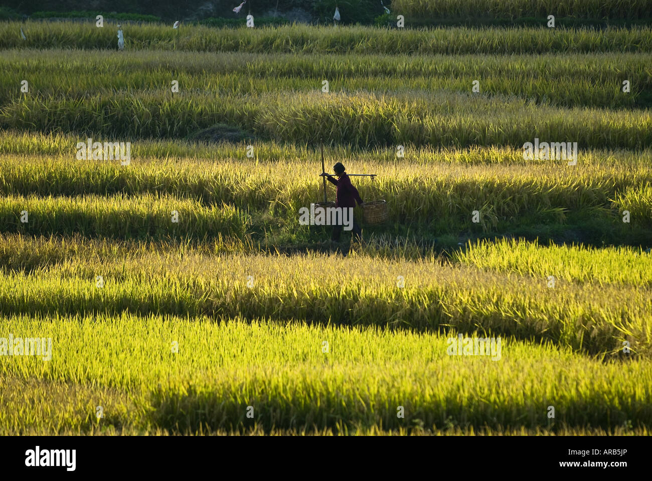 Mujer cruza el arroz paddy, Hukeng, Condado de Yongding, provincia de Fujian, China Foto de stock