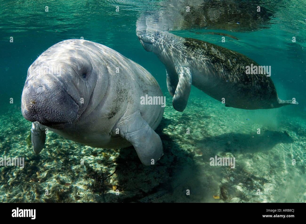 Florida Manatí Trichechus manatus latirostris fotografiado