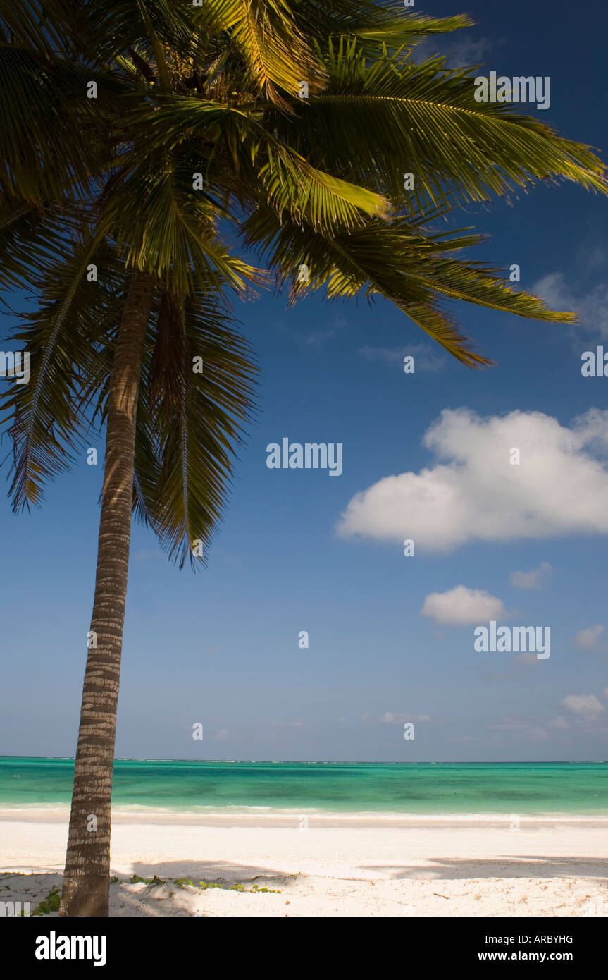 Una palmera en una playa de arena blanca y el mar esmeralda en el borde del Océano Índico, Paje, Zanzibar, Tanzania, África Oriental Foto de stock