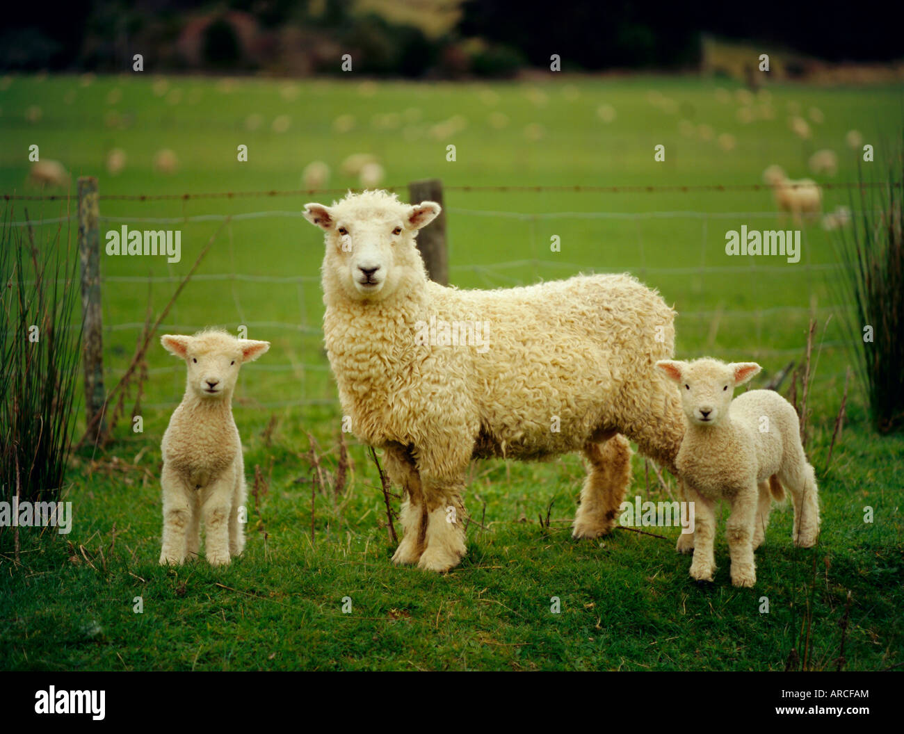 Oveja y dos corderos en la granja de ovejas, en Marlborough, Isla del Sur, Nueva Zelanda Foto de stock