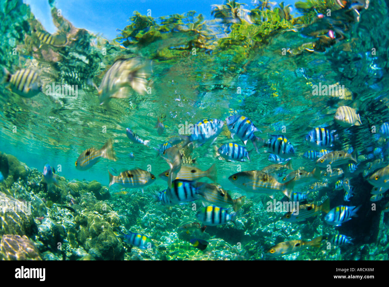 Multitud de peces tropicales de arrecife incluidos scissortail sargentos y gruñidos, las Islas Salomón, en el Océano Pacífico Foto de stock