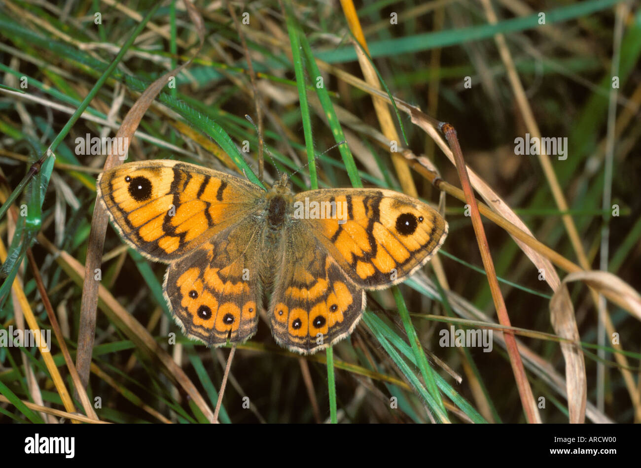 Mariposa Pararge megera marrón de pared Foto de stock