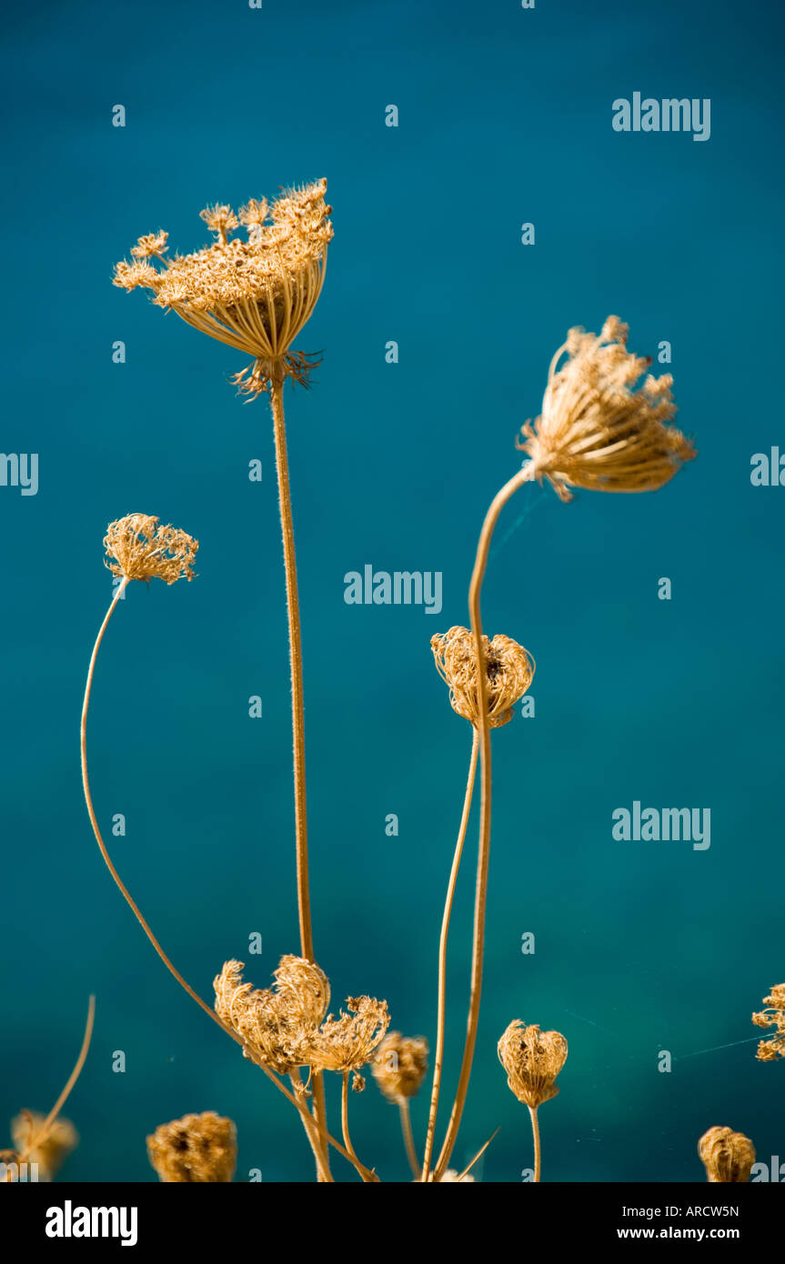 Cabezas de semillas, Assos, Cefalonia (Cefalonia), Grecia, Europa Foto de stock