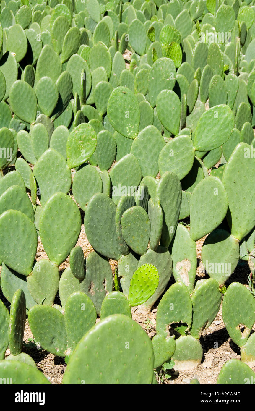 Almohadillas de cactus utilizado para elevar el escarabajo de cochinilla para tinte rojo, Oaxaca, México, América del Norte Foto de stock
