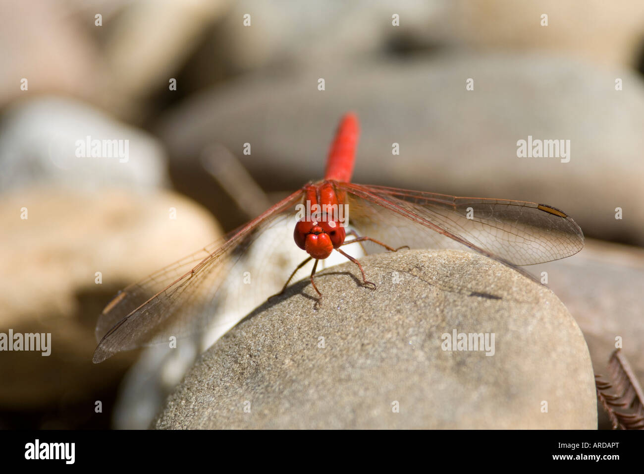 Scarlet Percher Dragonfly Diplacodes haematodes New South Wales Australia Foto de stock