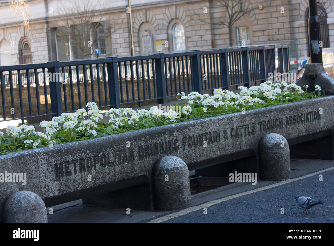 El Metropolitan el fuente de agua potable y abrevadero de ganado, a través de Asociación en Smithfield llenos de flores Foto de stock