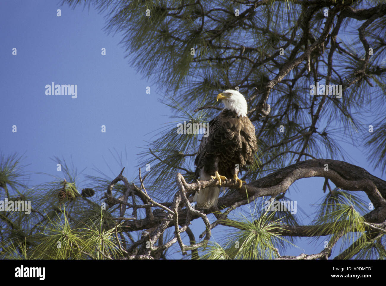 El águila calva Haliaeetus leucocephalus encaramado en pino Florida USA Foto de stock
