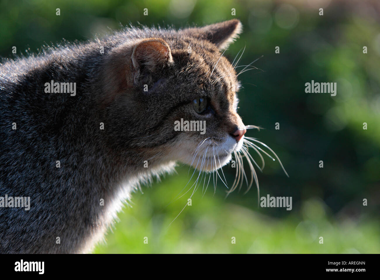 Scottish gato montés Felis silvestris grampia busca alert Foto de stock