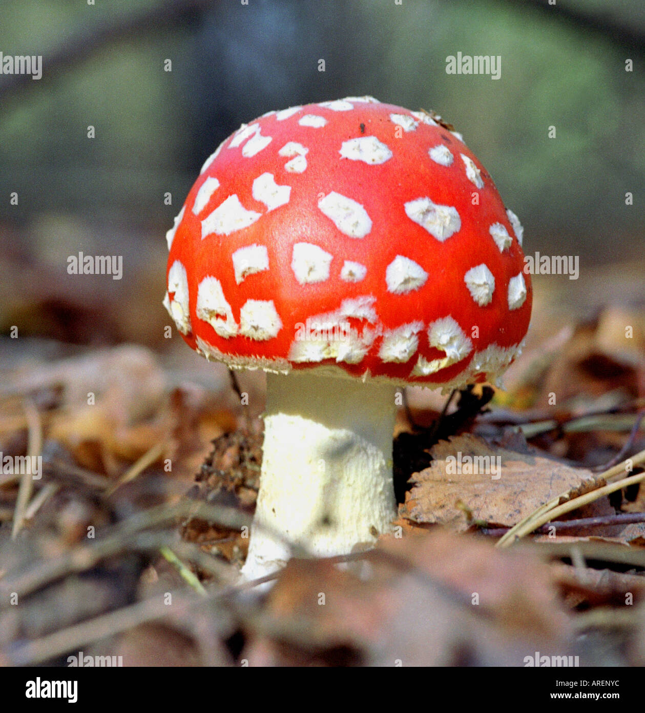 Amanita muscarina toadstool rojo Foto de stock