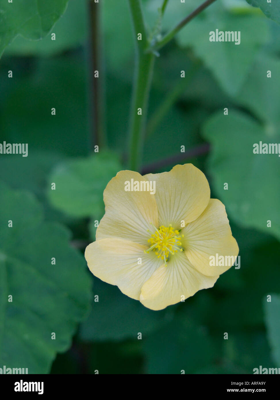 Indian mallow (abutilon indicum) Foto de stock