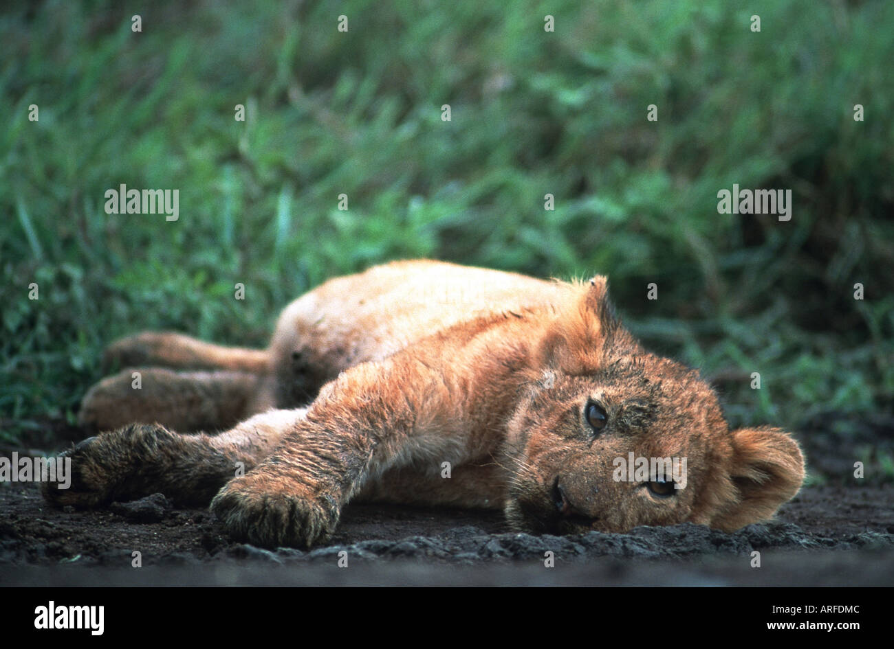 León (Panthera leo), jóvenes, rodando en el barro, mirando a la cámara, NP Ngorongoro, Tanzania Foto de stock