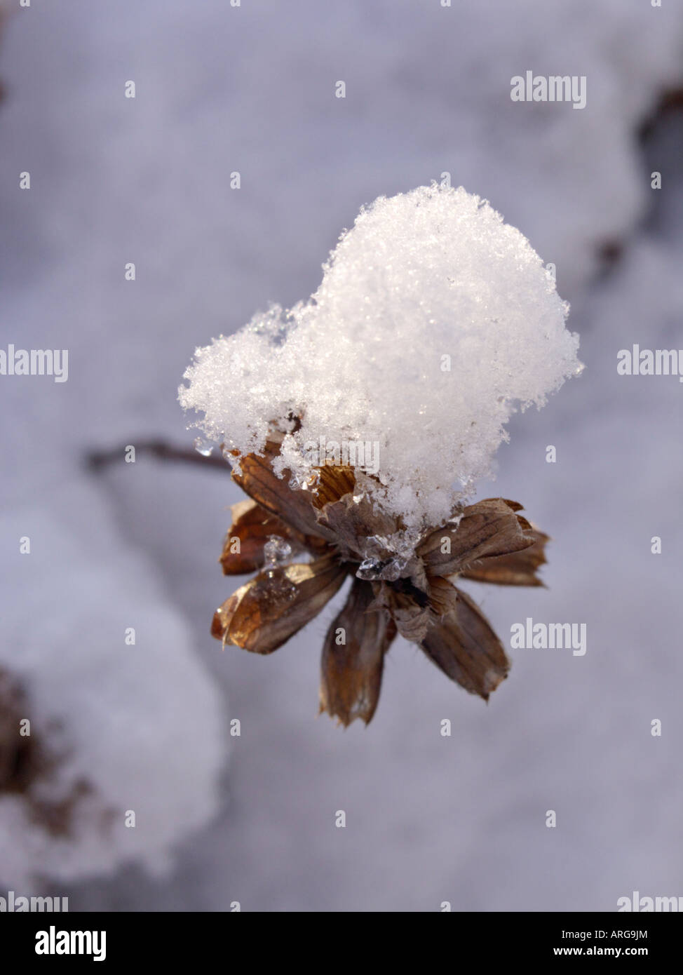 Cabeza de semillas cubiertos de nieve. Foto de stock