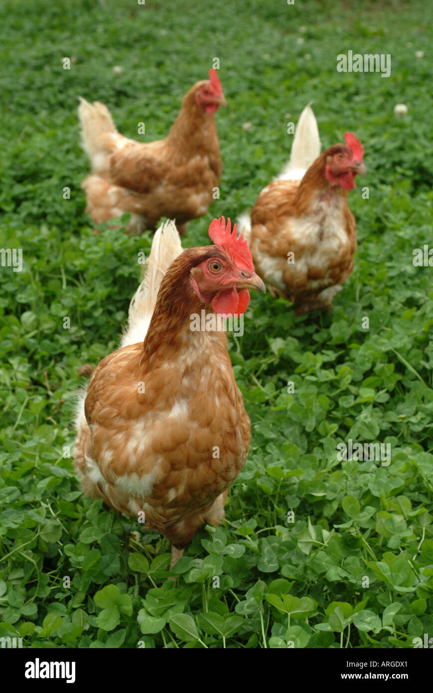 Intervalo libre de pollos en una granja orgánica, en el Reino Unido. Foto de stock