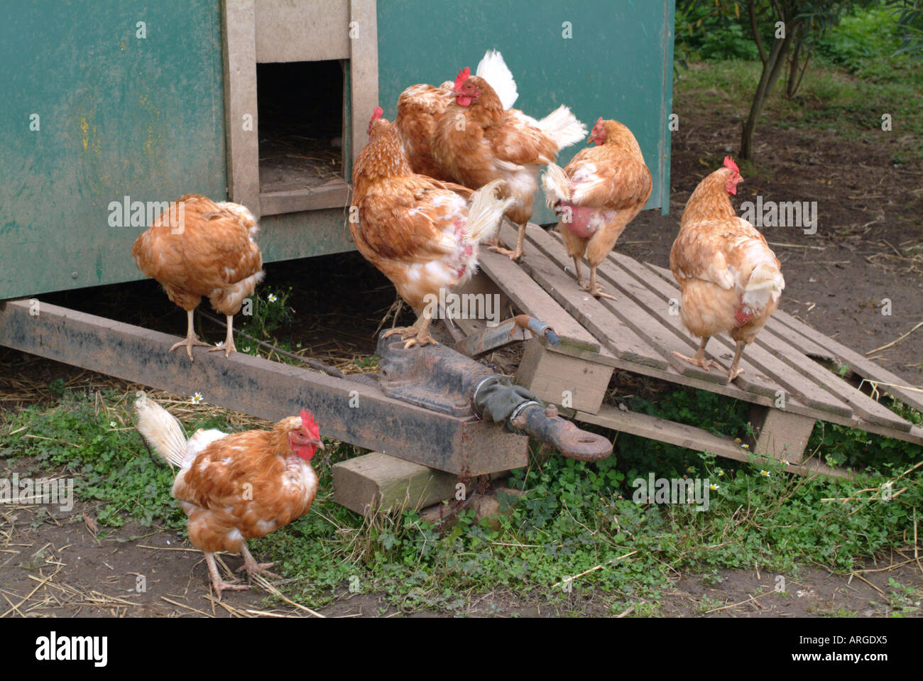 Intervalo libre de pollos en una granja orgánica, en el Reino Unido. Foto de stock