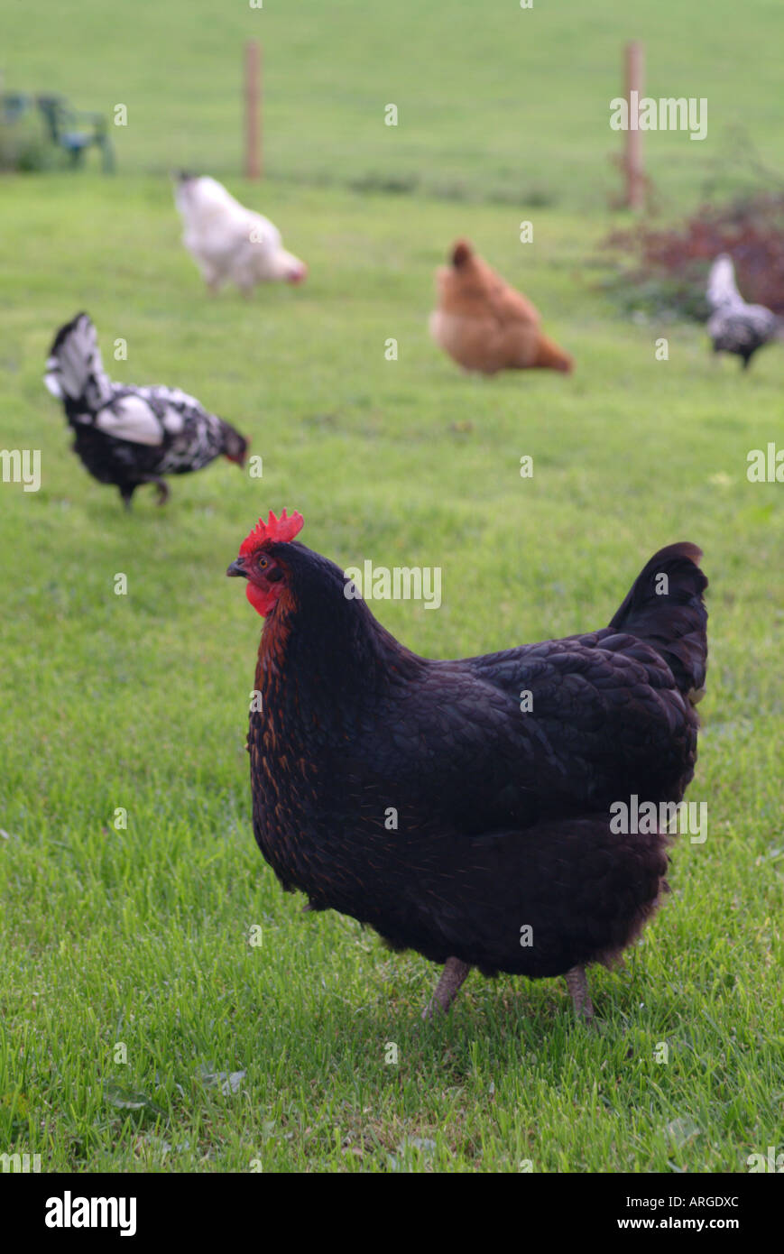 Free Range pollos en un campo de hierba, Reino Unido. Foto de stock