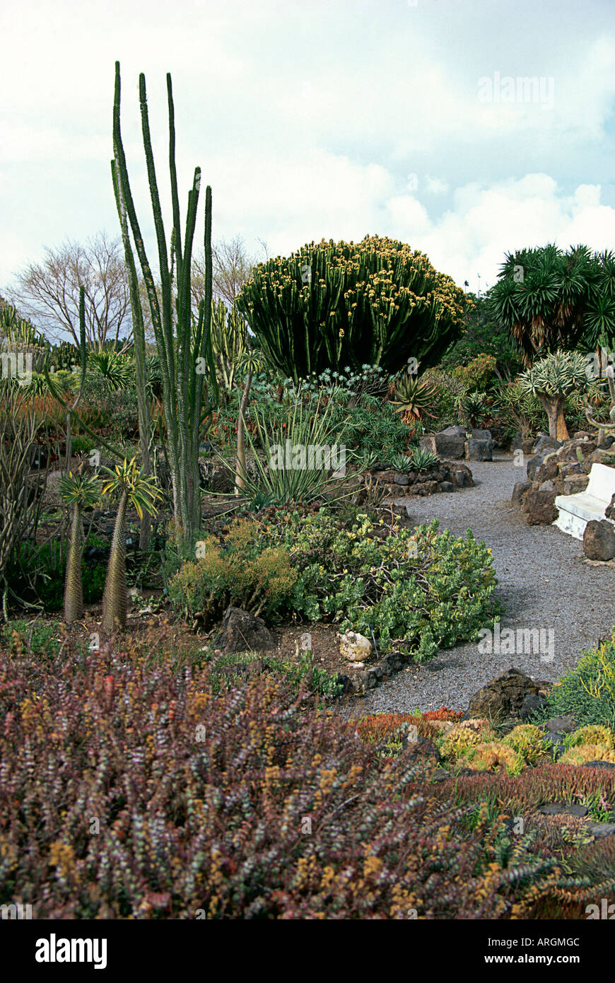 Los cactos, suculentas y otras plantas nativas de las Islas Canarias y  muchas especies en peligro de extinción puede ser visto en el Jardin  Botanico Canario Fotografía de stock - Alamy