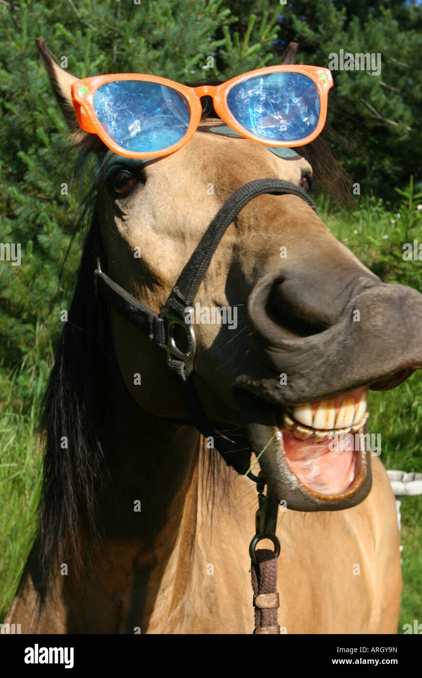 Close-up de un caballo con gafas de sol y sus dientes baring Fotografía de  stock - Alamy