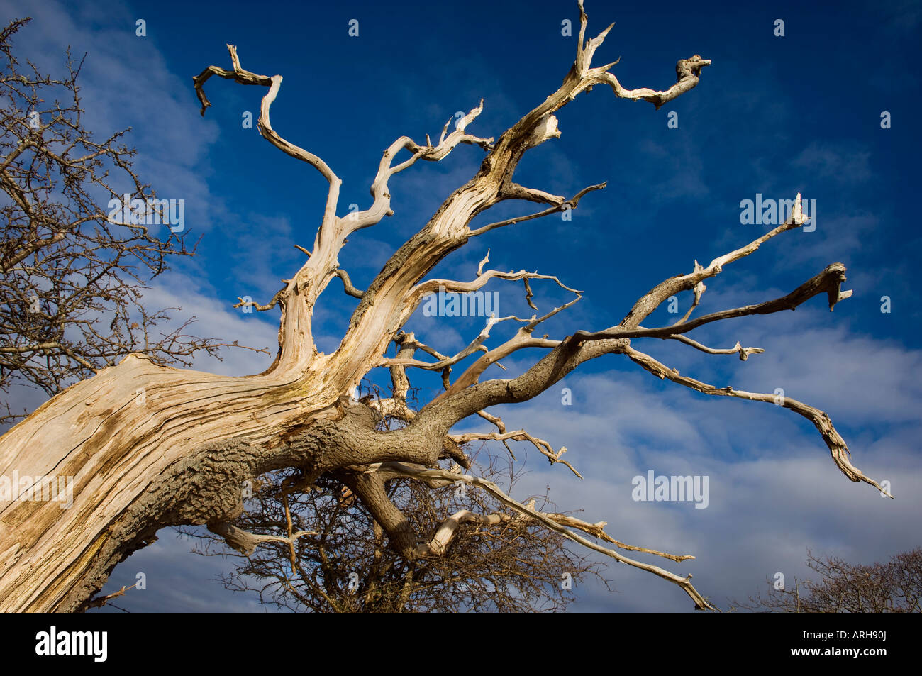 Torcido ramas de un árbol contra un cielo azul brillante. Cerca de East End, Lymington, Hampshire 1 10 06 Fotografía de - Alamy