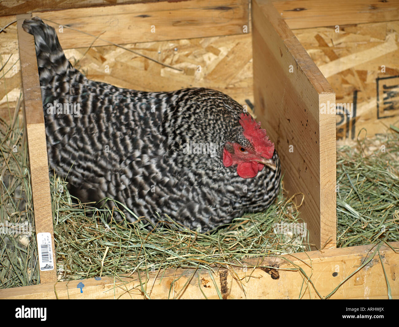 Estados Unidos Oregon un pollo gallina plymouth rock prohibido se asienta  en un nido para poner un huevo en un pequeño gallinero Fotografía de stock  - Alamy