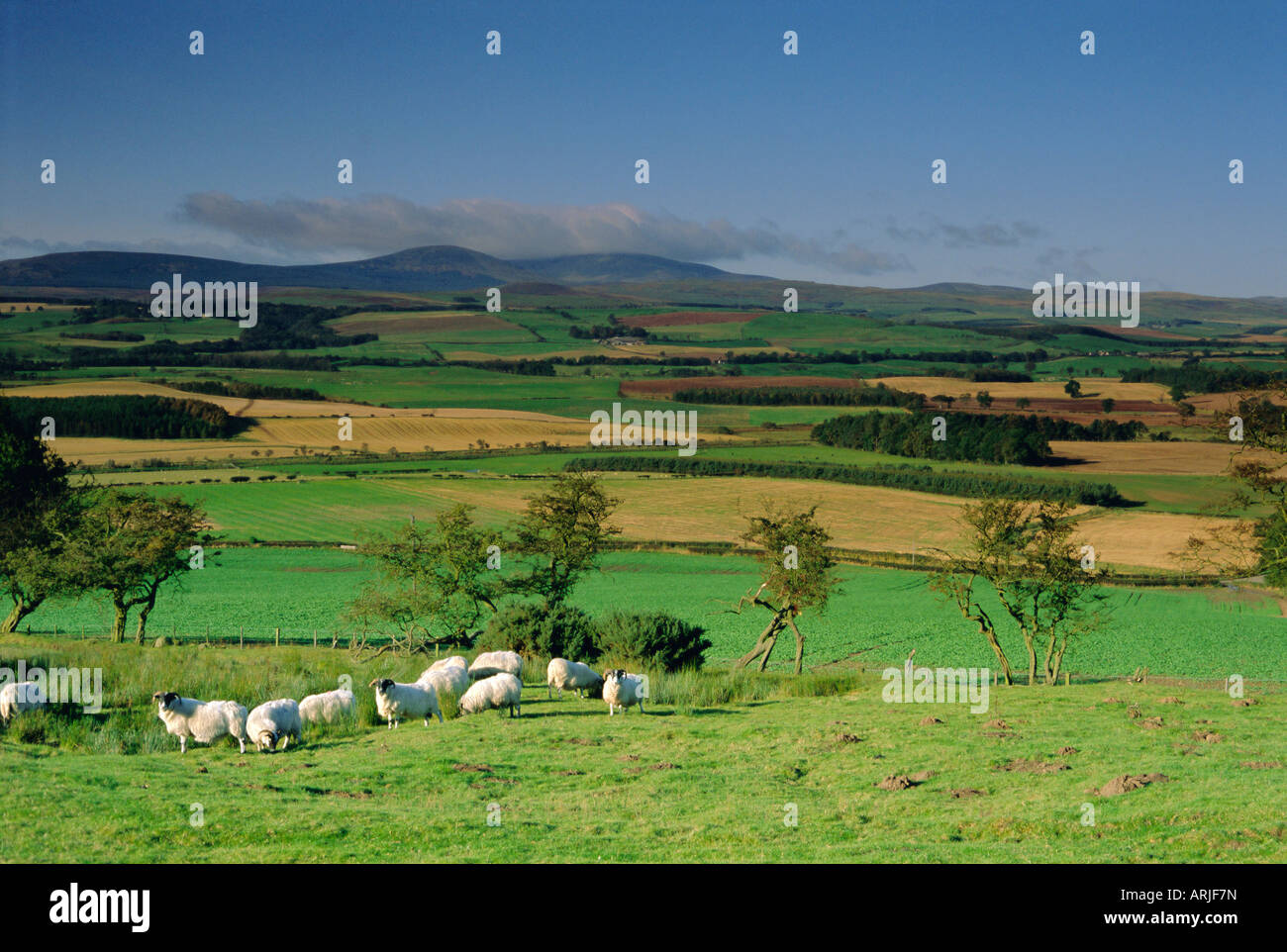 Ovejas y campos con Cheviot Hills, en la distancia, Northumbria (Northumberland), Inglaterra, Reino Unido, Europa Foto de stock