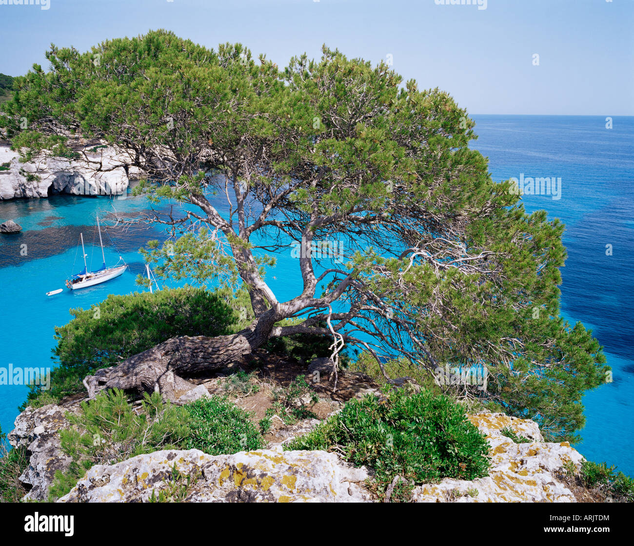 Árbol de sabina y el azul del mar de Cala Macarelleta, costa sur, Menorca (Menorca), Islas Baleares, España, Mediterráneo Foto de stock