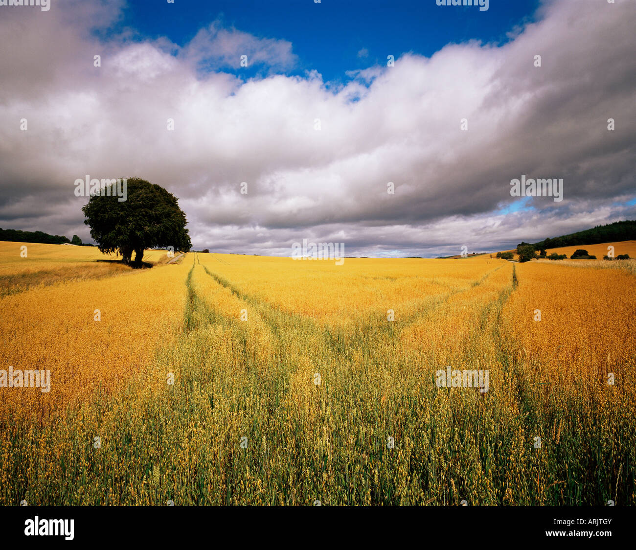 Campos de cereales, cerca de Avoch, Black Isle, Escocia, Reino Unido, Europa Foto de stock