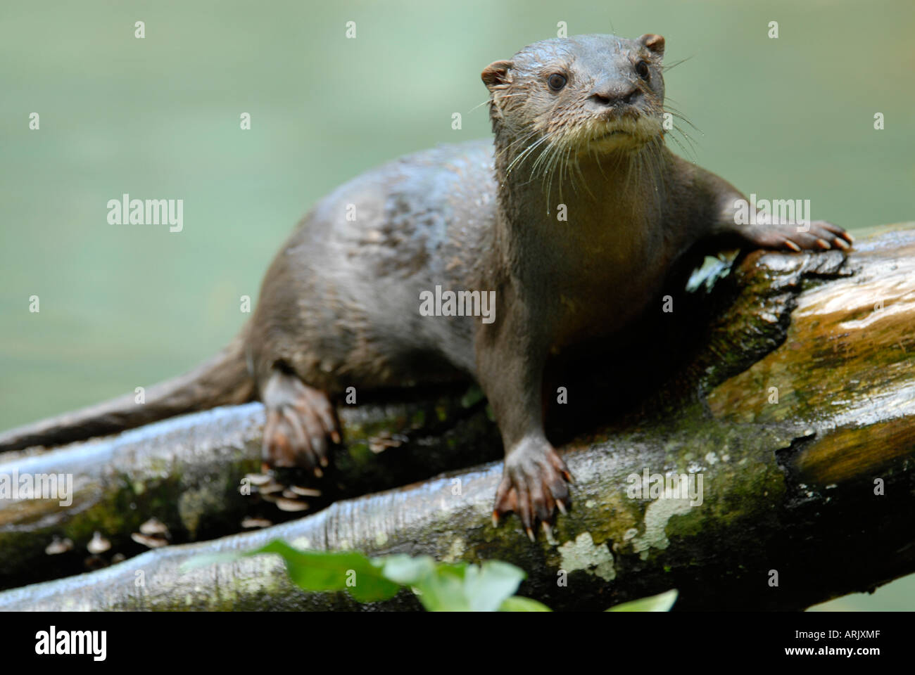 La nutria neotropical Lutra longicaudis. La selva amazónica Foto de stock