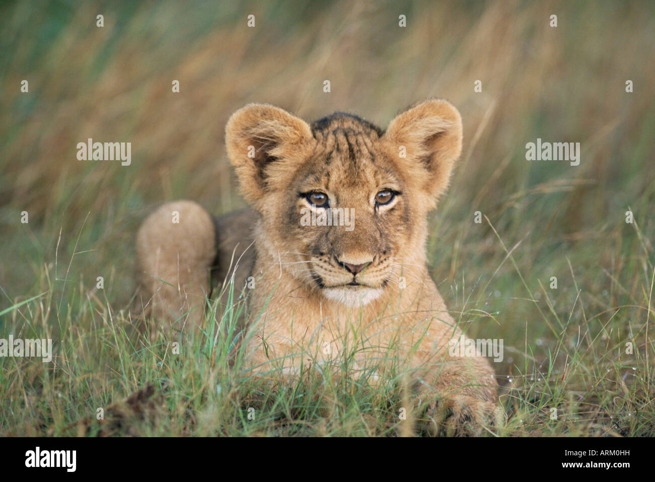 Cachorro de león, Panthera leo, aproximadamente de dos a tres meses, el Parque Nacional Kruger, Sudáfrica, África Foto de stock