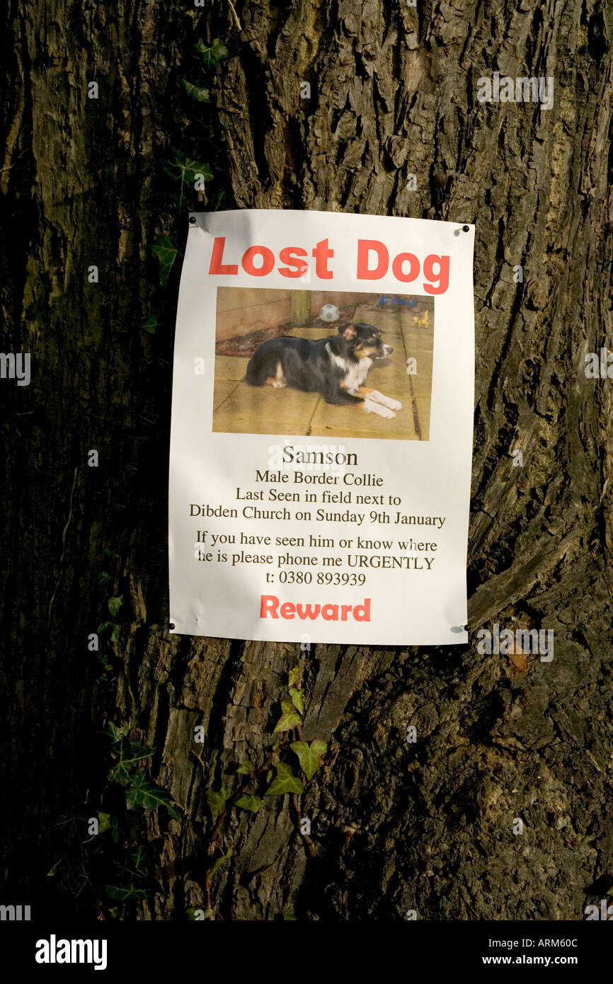Lost dog poster fotografías e imágenes de alta resolución - Alamy