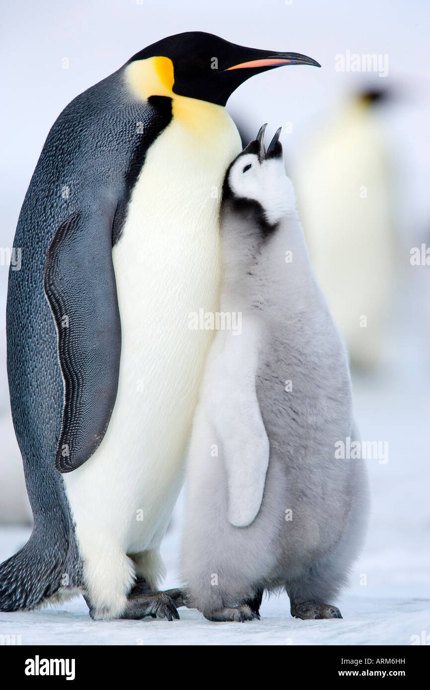 Adultos y polluelos de pingüino emperador (Aptenodytes forsteri), la isla Snow Hill, Mar de Weddell, en la Antártida, las regiones polares Foto de stock