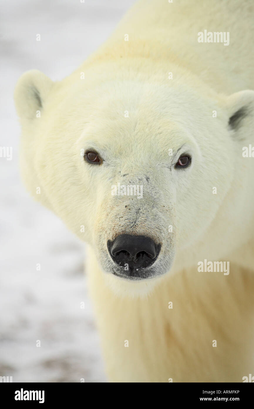 Oso polar (Thalarctos maritimus), Churchill, Manitoba, Canadá, Norteamérica Foto de stock