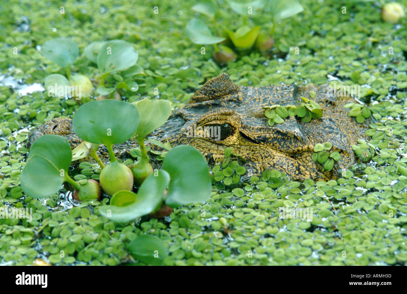 Babas (Caiman crocodilus), retrato, oculto entre plantas acuáticas (Eichhornia, Salvinia) Foto de stock
