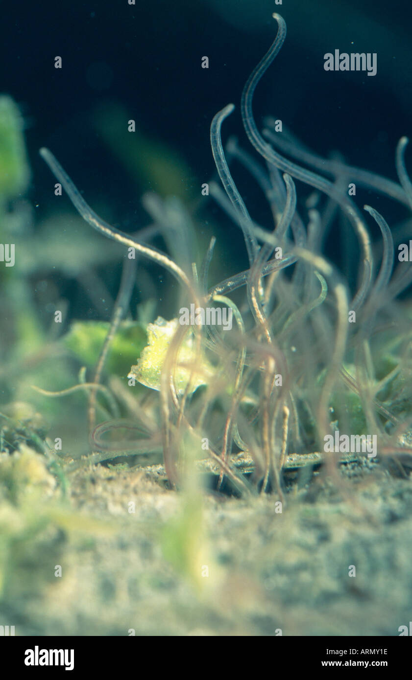 Río gusano, el gusano de lodos (Tubifex tubifex). Foto de stock